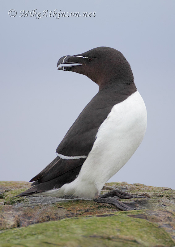 Razorbill