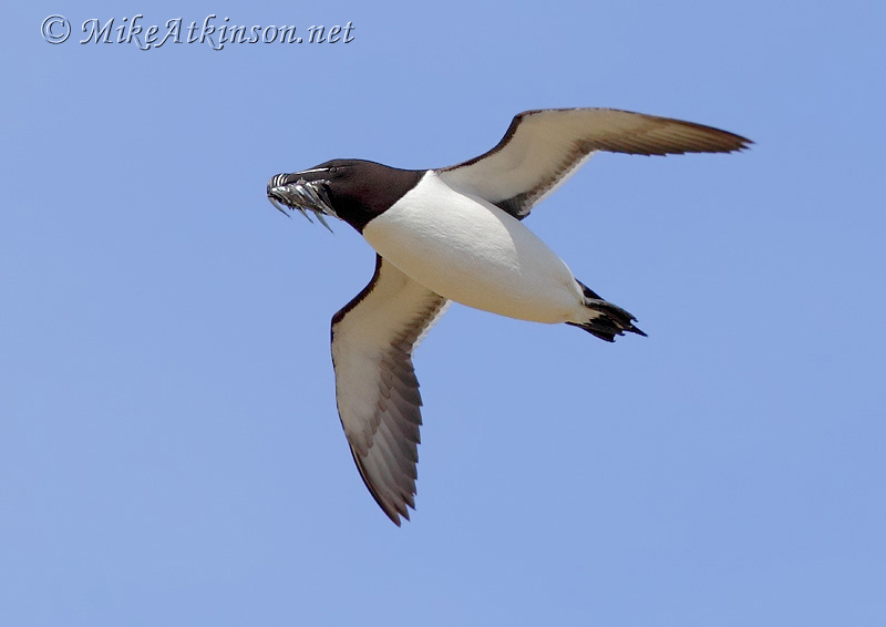Razorbill