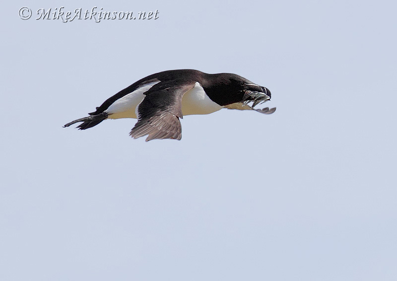 Razorbill