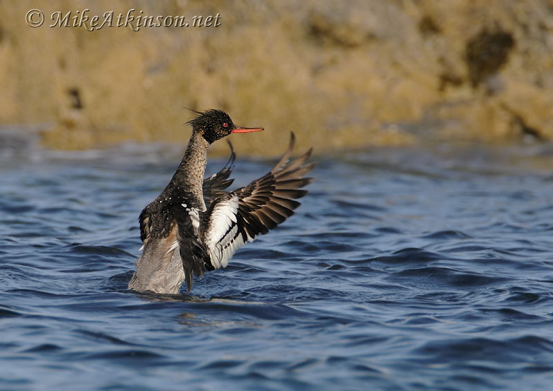 Red-breasted Merganser
