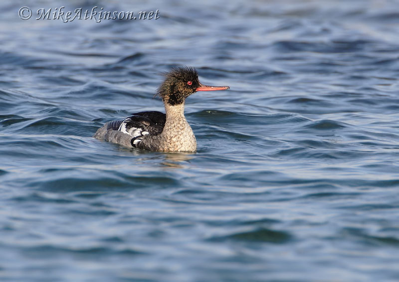 Red-breasted Merganser