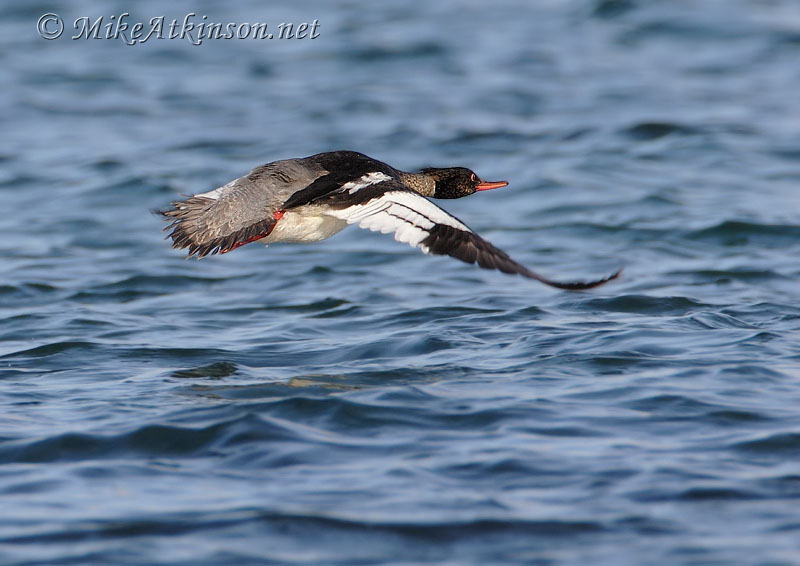 Red-breasted Merganser