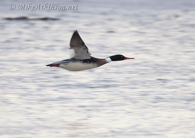 Red-breasted Merganser
