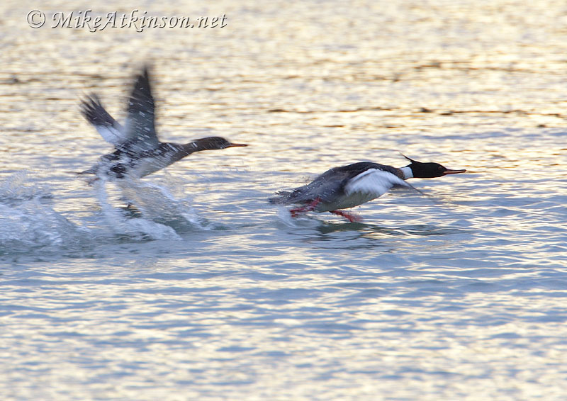 Red-breasted Merganser