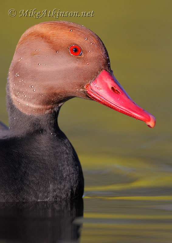 Red-crested Pochard (captive bird)