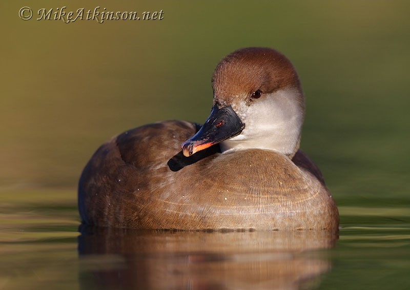 Red-crested Pochard (captive bird)