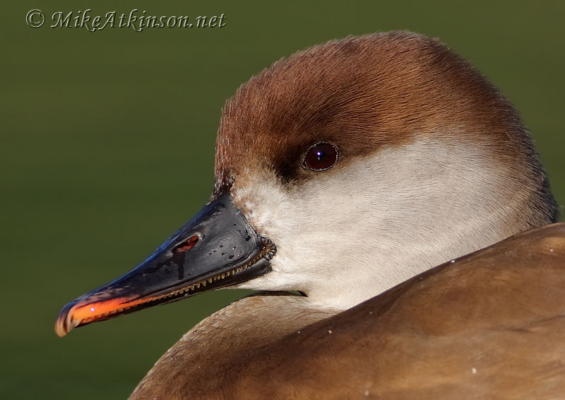 Red-crested Pochard (captive bird)