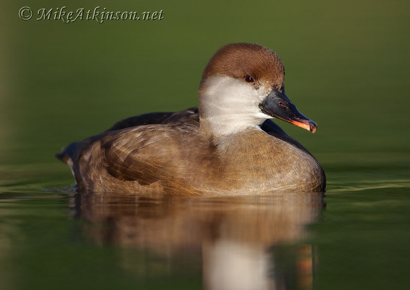 Red-crested Pochard (captive bird)