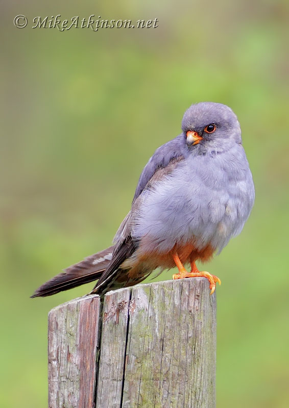 Red-footed Falcon