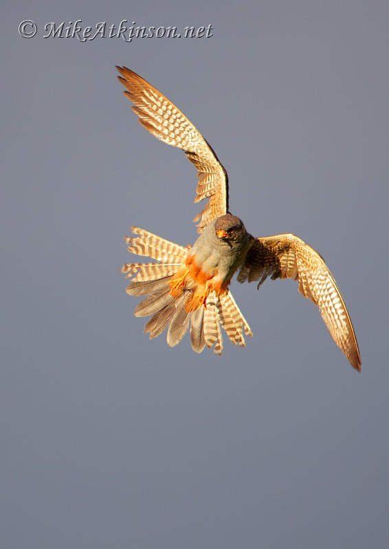 Red-footed Falcon