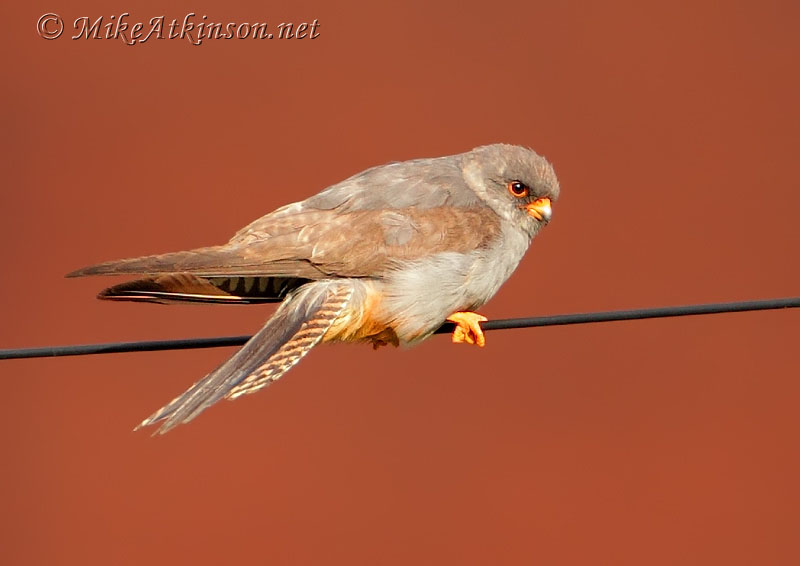 Red-footed Falcon