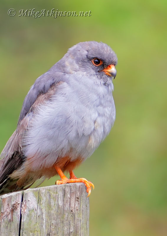 Red-footed Falcon
