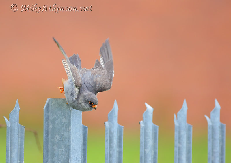 Red-footed Falcon