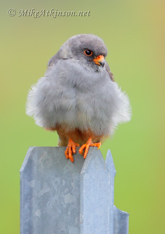 Red-footed Falcon