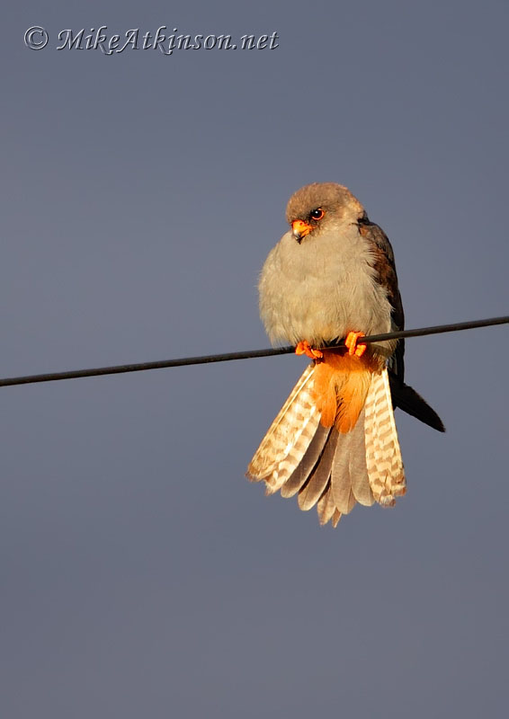 Red-footed Falcon