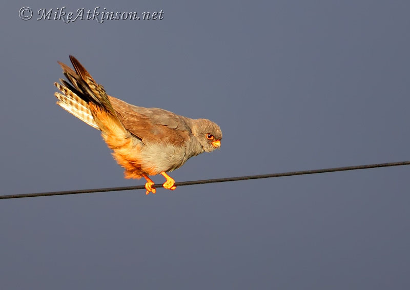Red-footed Falcon