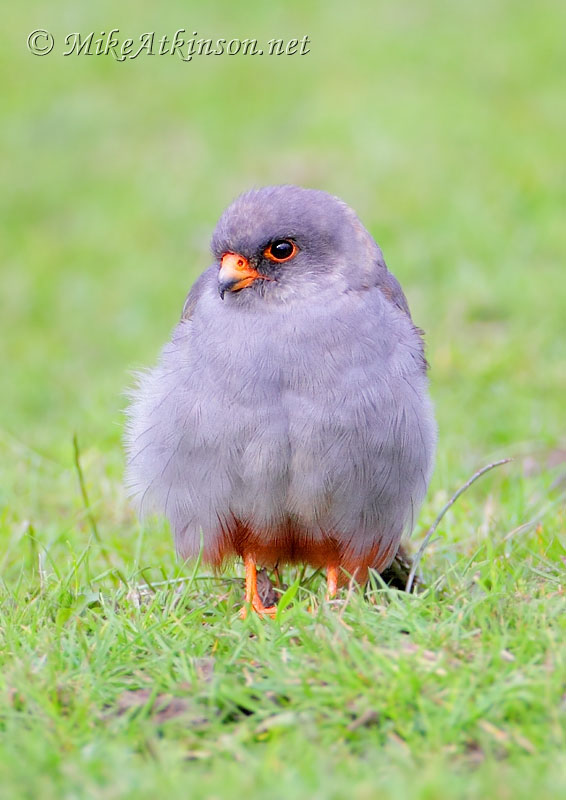 Red-footed Falcon