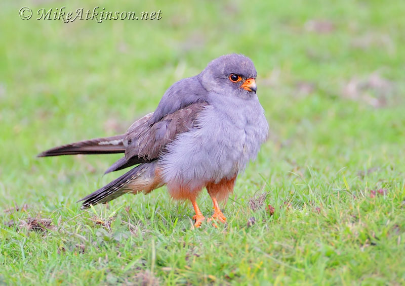 Red-footed Falcon