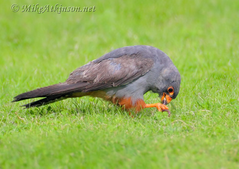 Red-footed Falcon