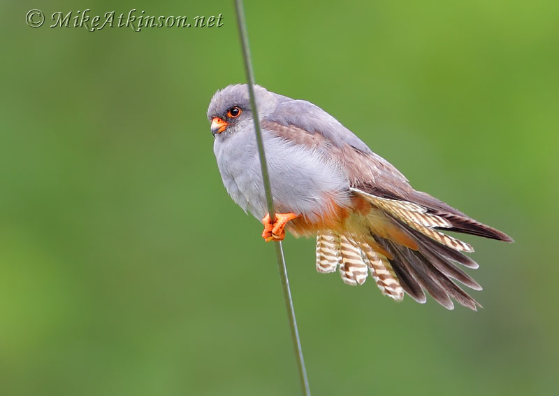 Red-footed Falcon