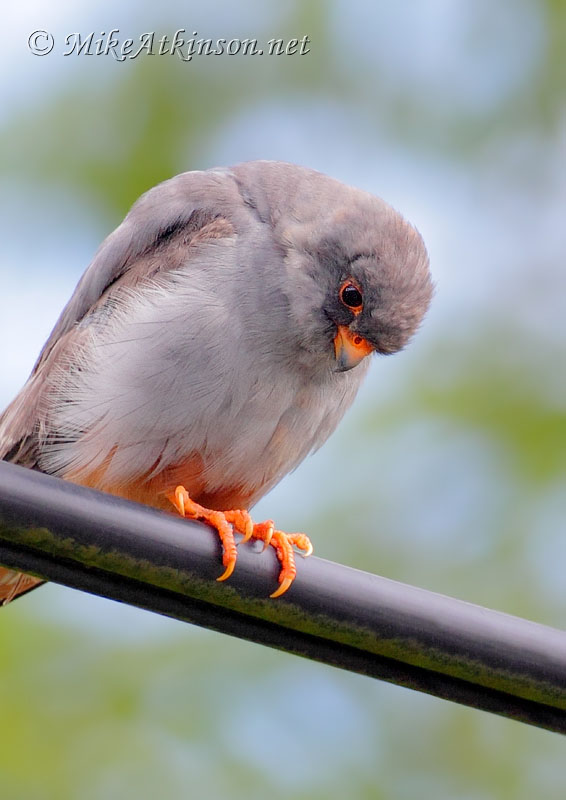 Red-footed Falcon