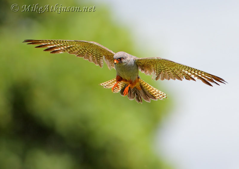 Red-footed Falcon