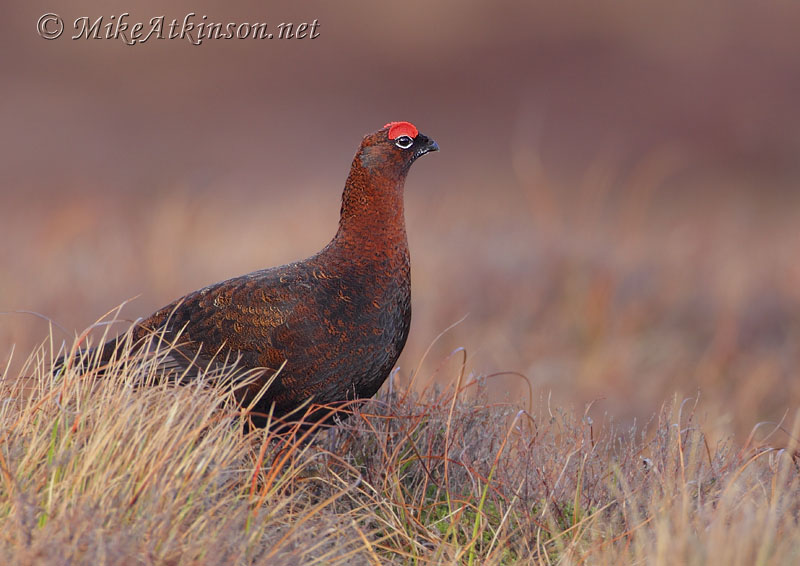 Red Grouse
