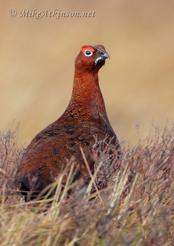 Red Grouse