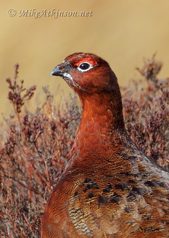 Red Grouse