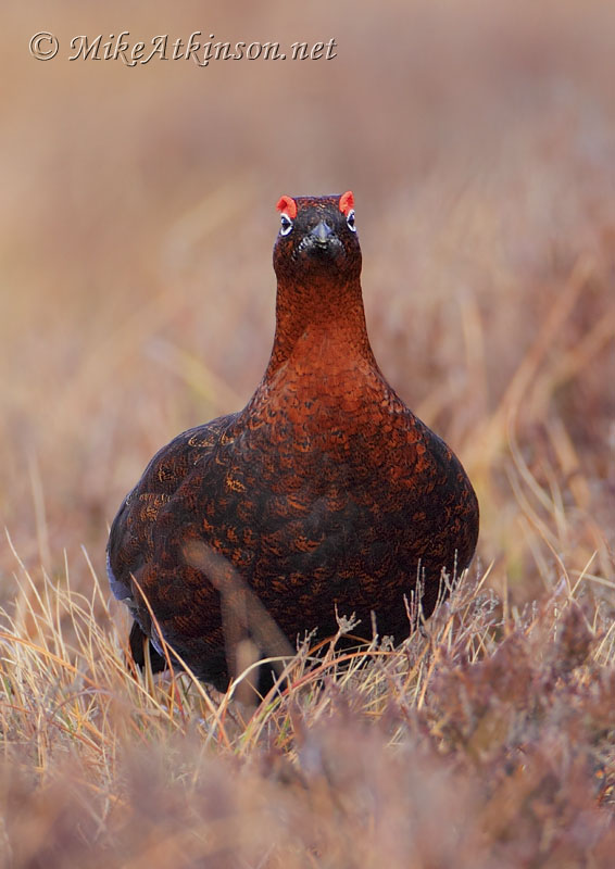 Red Grouse