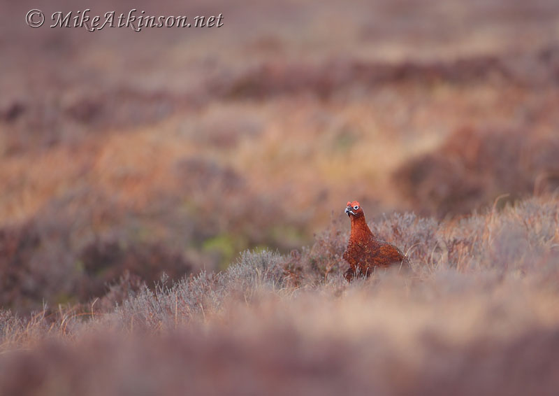 Red Grouse
