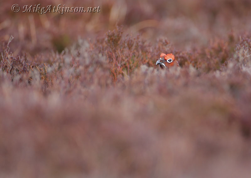 Red Grouse