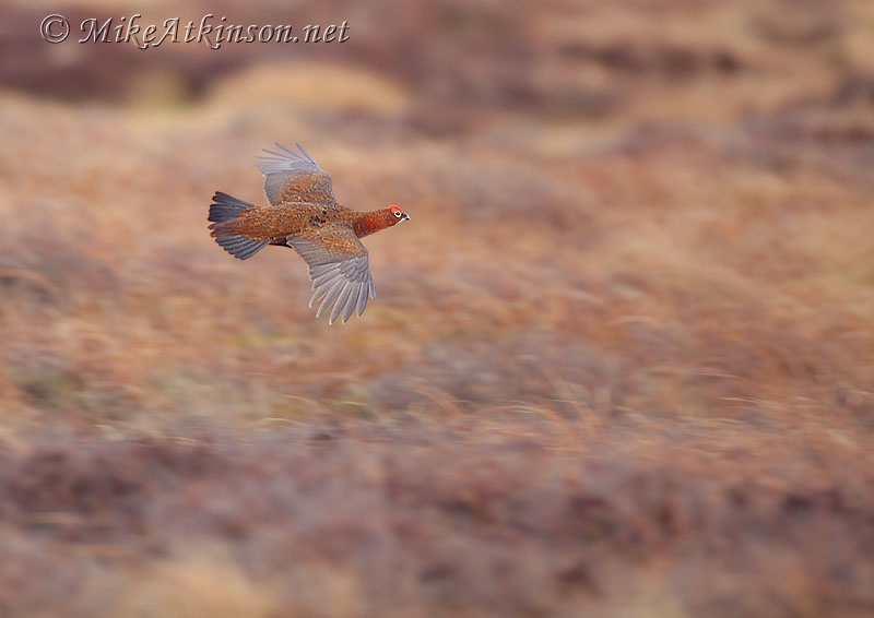 Red Grouse