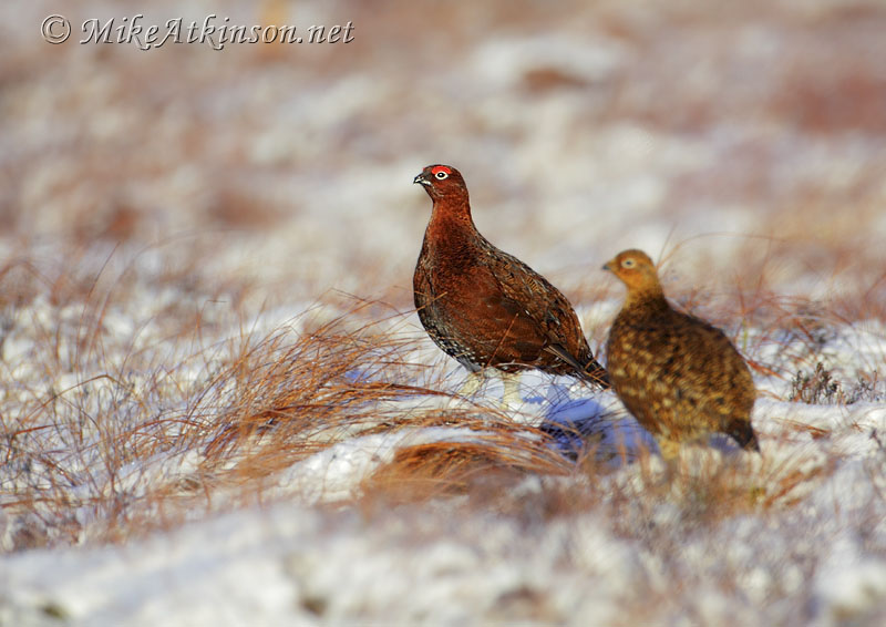 Red Grouse