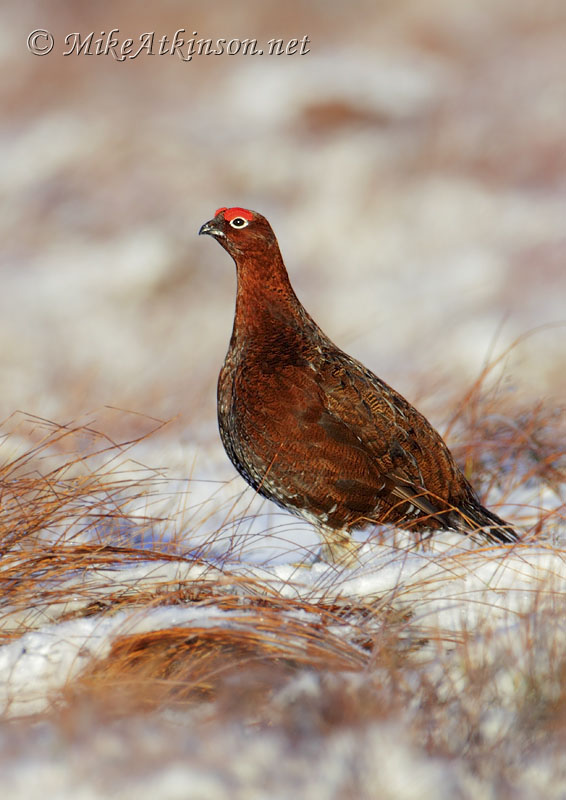 Red Grouse