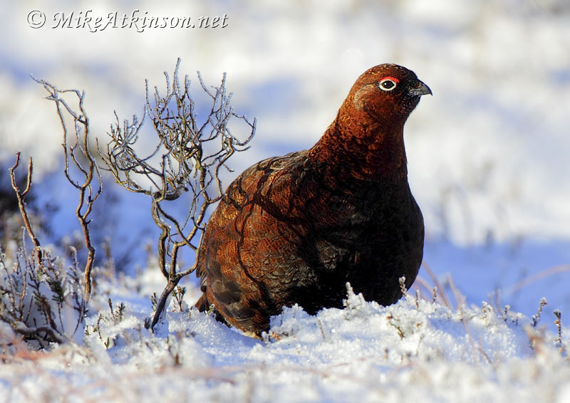 Red Grouse