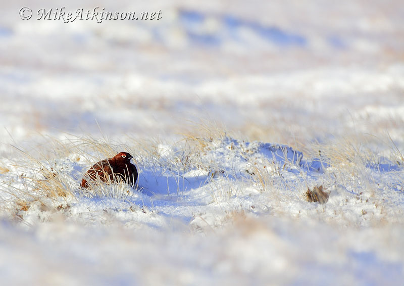 Red Grouse