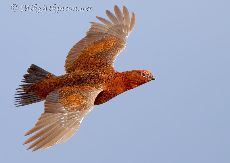 Red Grouse