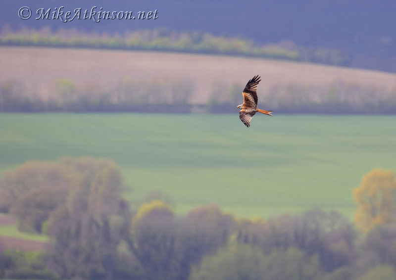 Red Kite