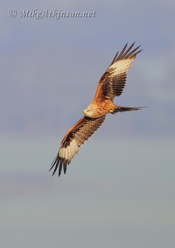 Red Kite