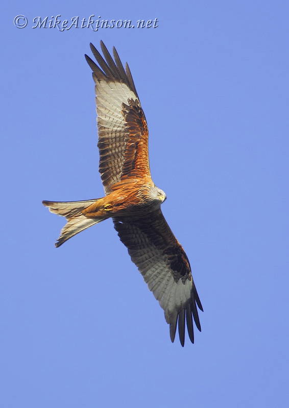 Red Kite