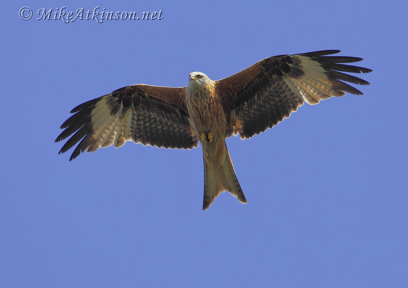 Red Kite