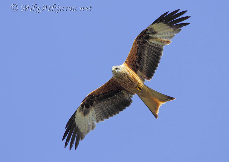 Red Kite