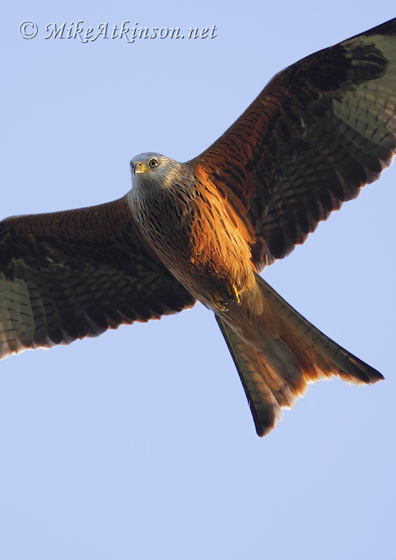 Red Kite