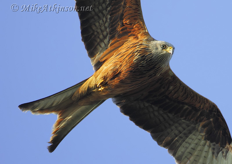 Red Kite