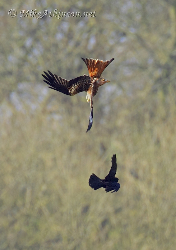 Red Kite