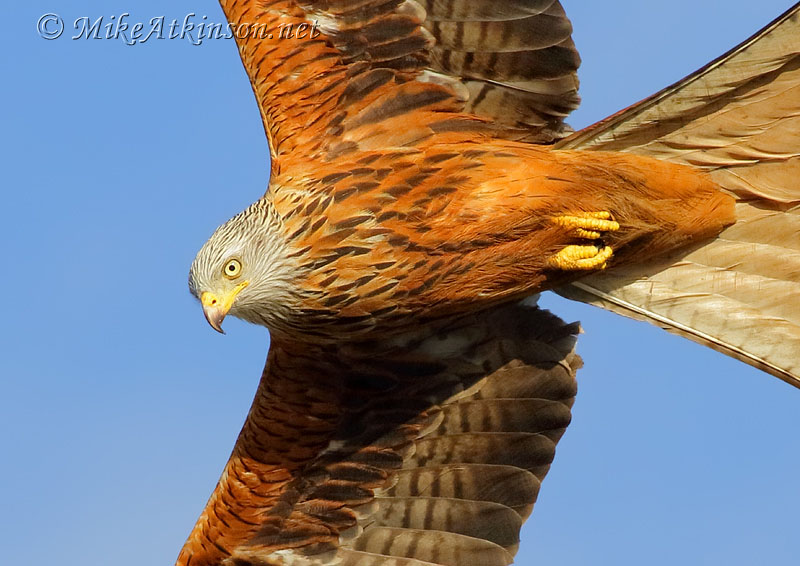 Red Kite