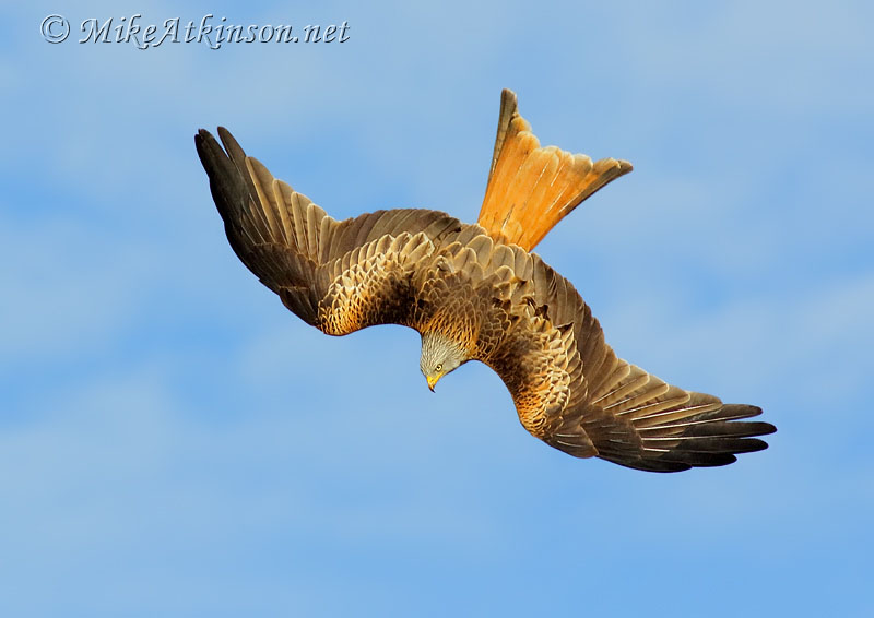 Red Kite