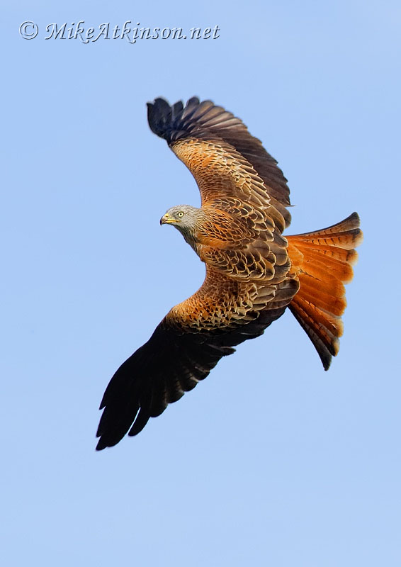 Red Kite