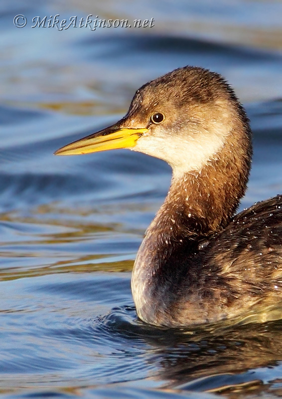 Red-necked Grebe